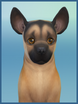 ansehen Deutscher Schaeferhund Carlo Welpe